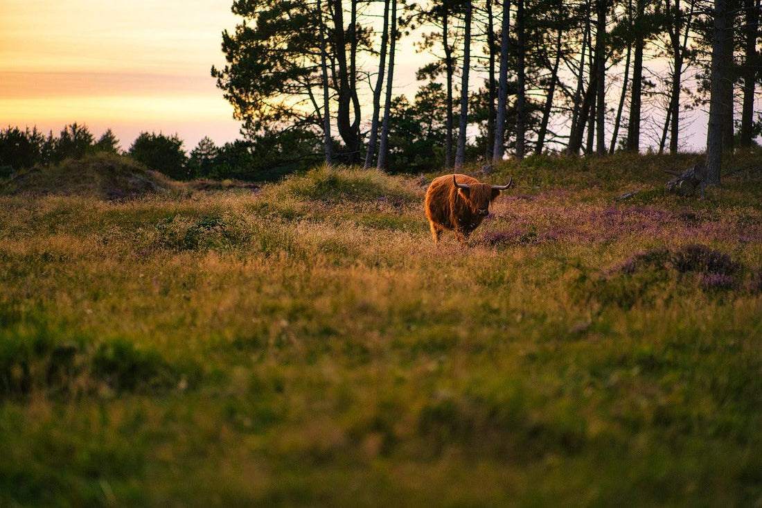Wie unterscheidet sich grasgefüttertes Rindfleisch von Getreidefütterung? - Purecarnivore